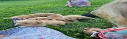 Labrador Retriever dogs for sale: Milo - Ad 6