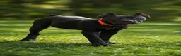 Cane Corso dogs for sale: Wynter - Ad 1