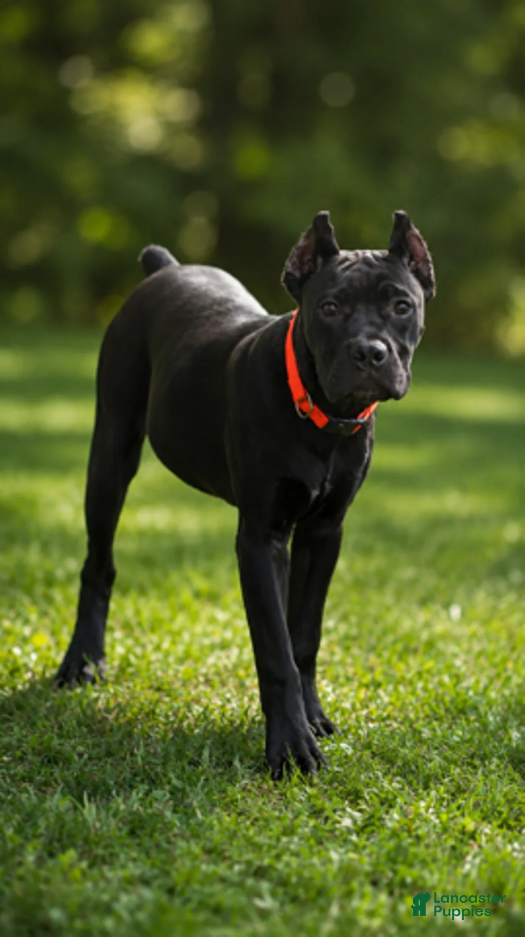 Cane Corso dogs for sale: Wynter - Ad 1
