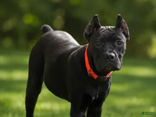 Cane Corso dogs Wynter - Ad 4