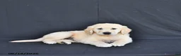 Golden Retriever dogs for sale: Jace - Ad 4