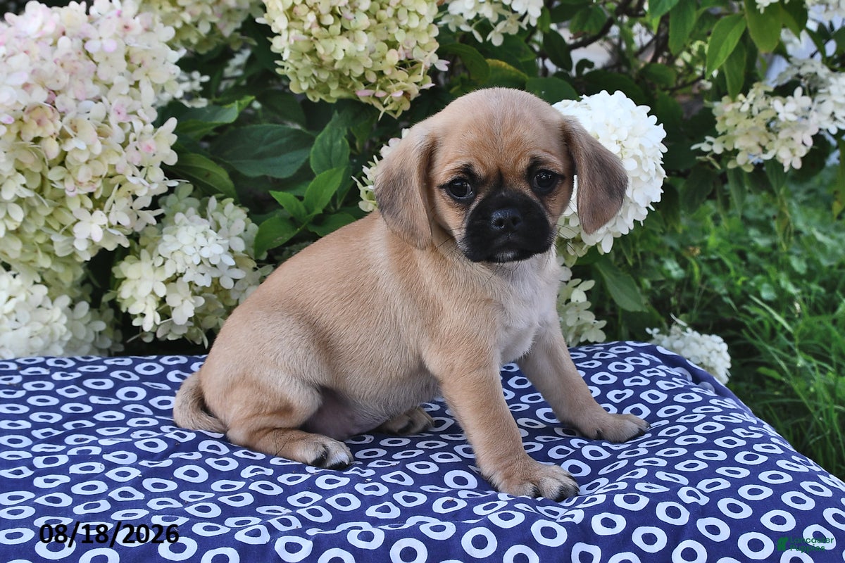 Mixed Breed dogs Coco  - Ad 2