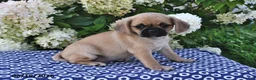 Mixed Breed dogs for sale: Coco  - Ad 2
