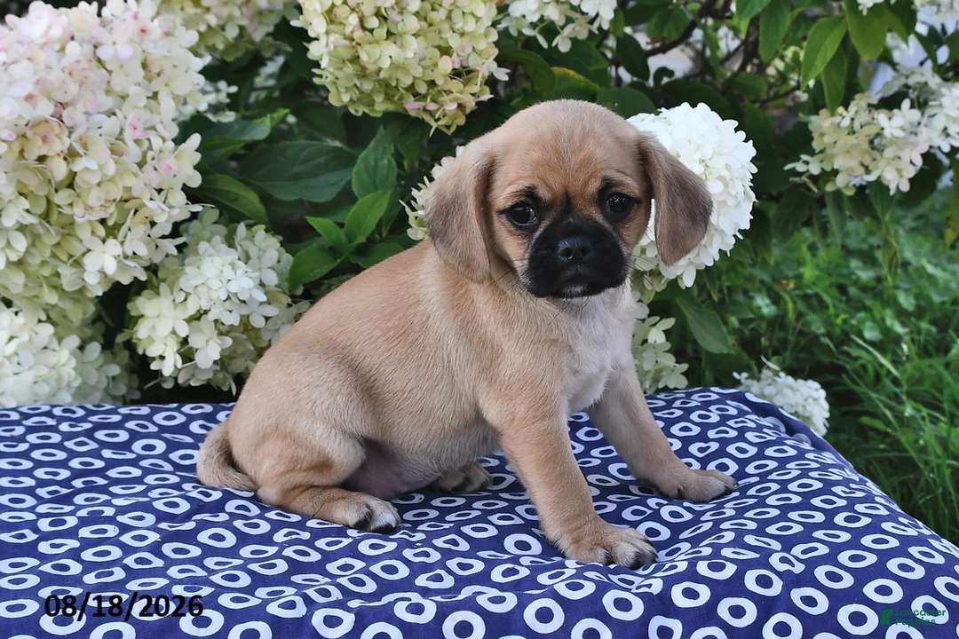 Mixed Breed dogs for sale: Coco  - Ad 2