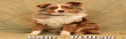 Miniature Australian Shepherd dogs for sale: Callie - Ad 10