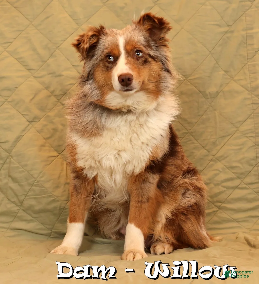 Miniature Australian Shepherd dogs for sale: Callie - Ad 10