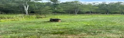 German Shepherd dogs for sale: Cordell - Ad 6