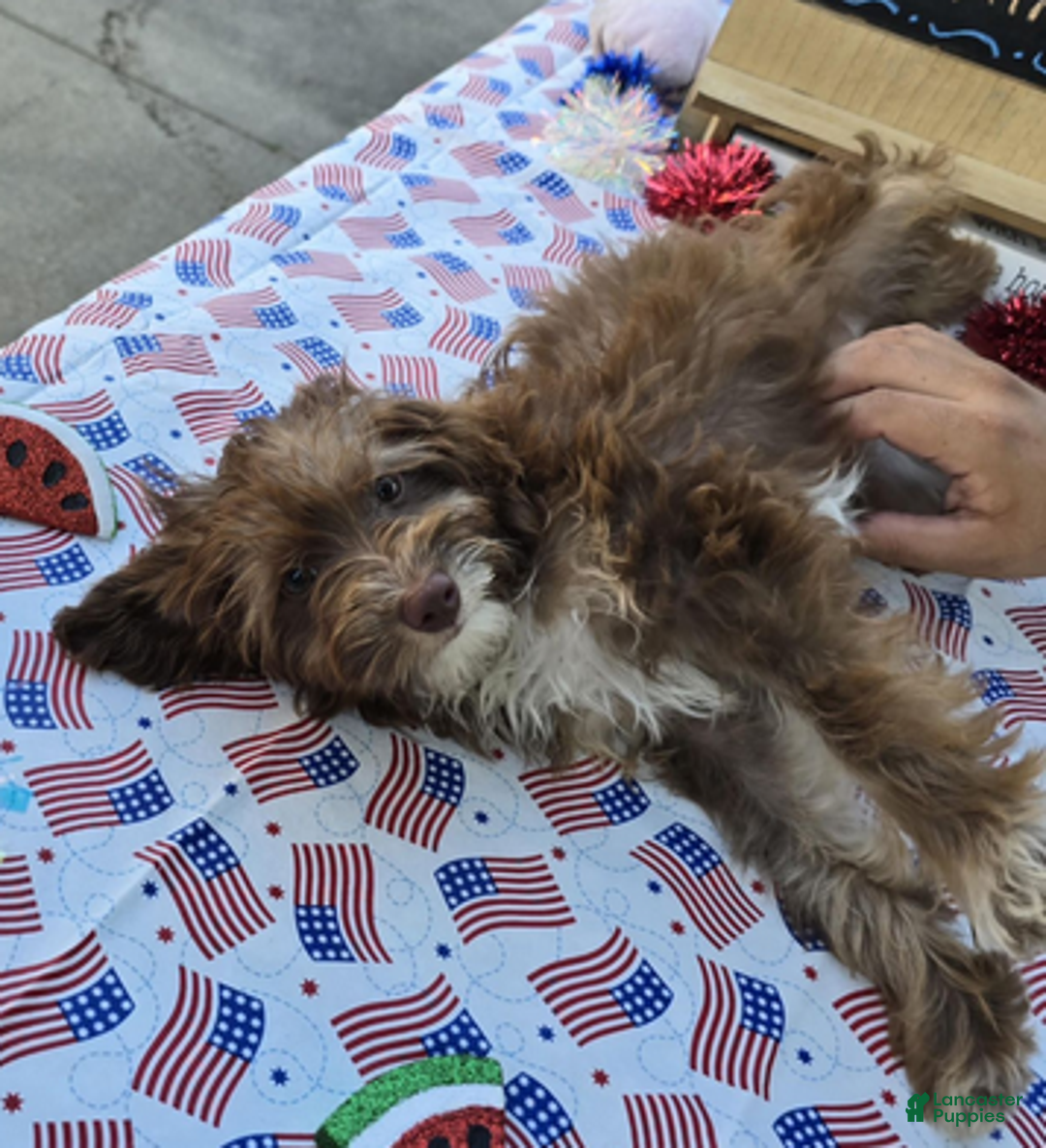 Aussiedoodle dogs for sale: Victoria - Ad 3