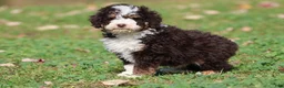 Mini Bernedoodle dogs for sale: Pup - Ad 5
