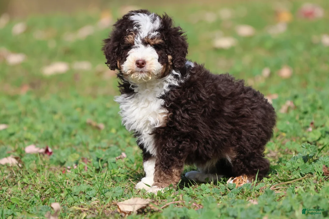 Mini Bernedoodle dogs for sale: Pup - Ad 5