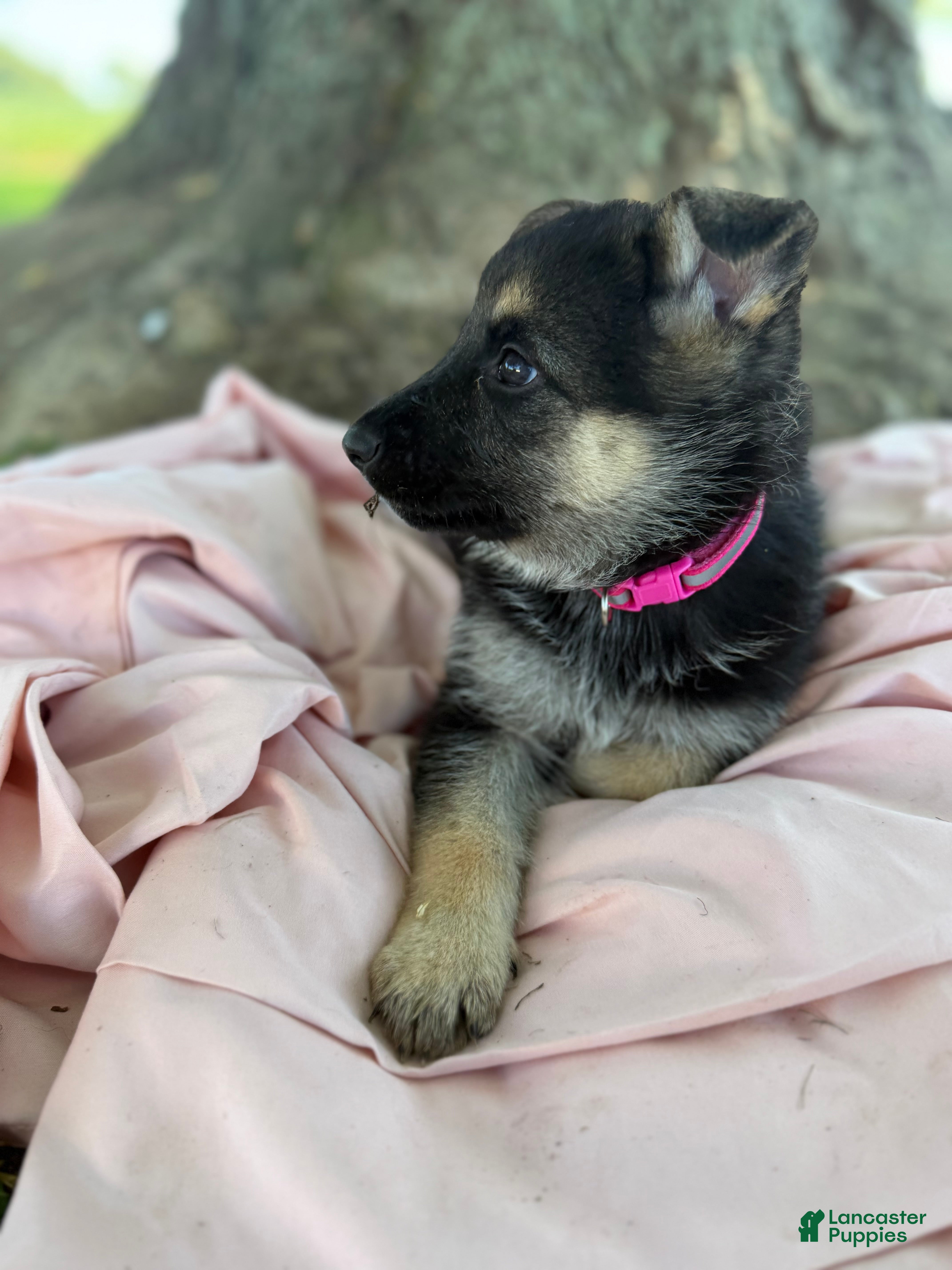 German Shepherd dogs Wendy - Ad 39