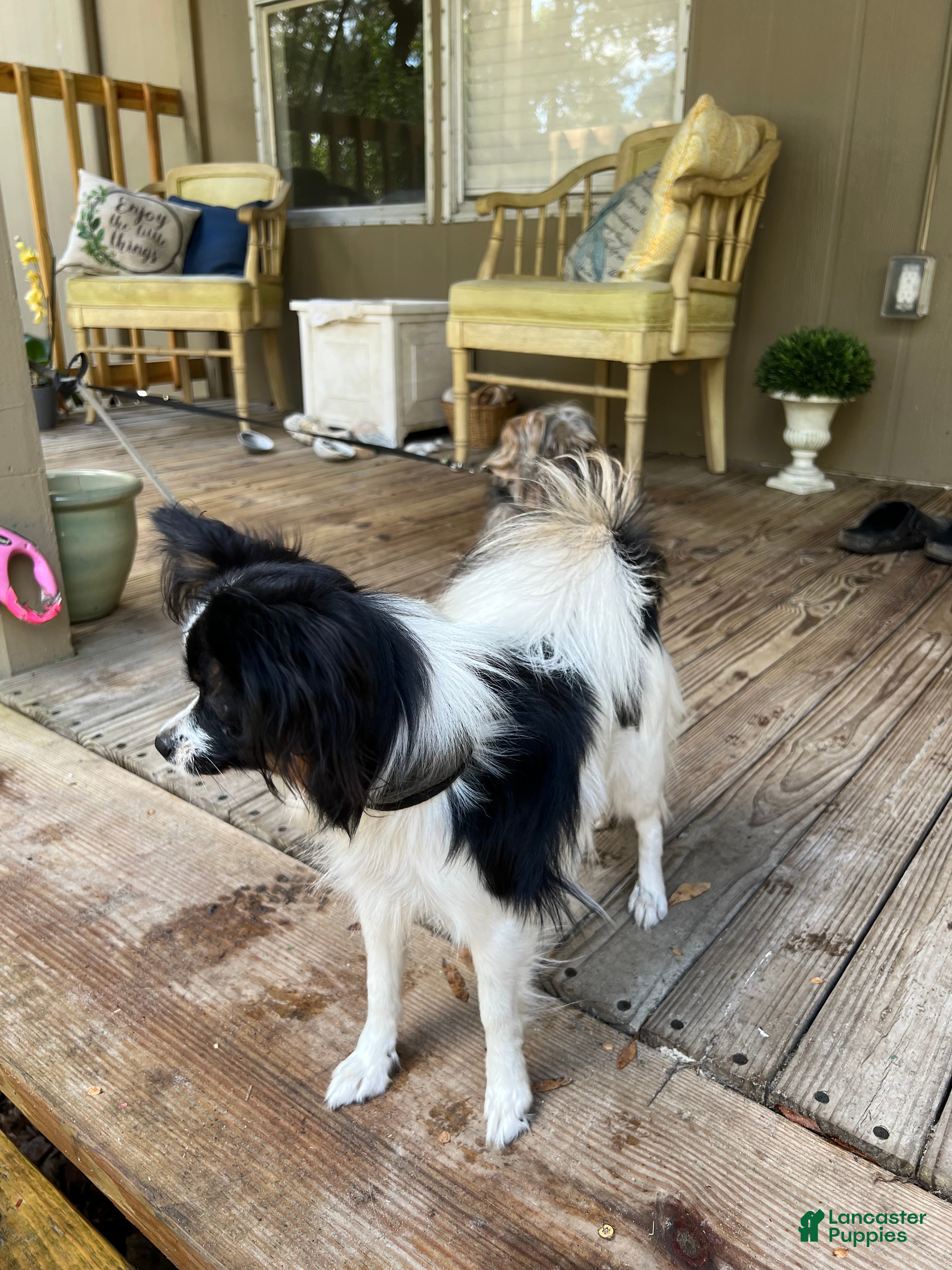 Mixed Breed dogs Mixed Breed 3 - Ad 2