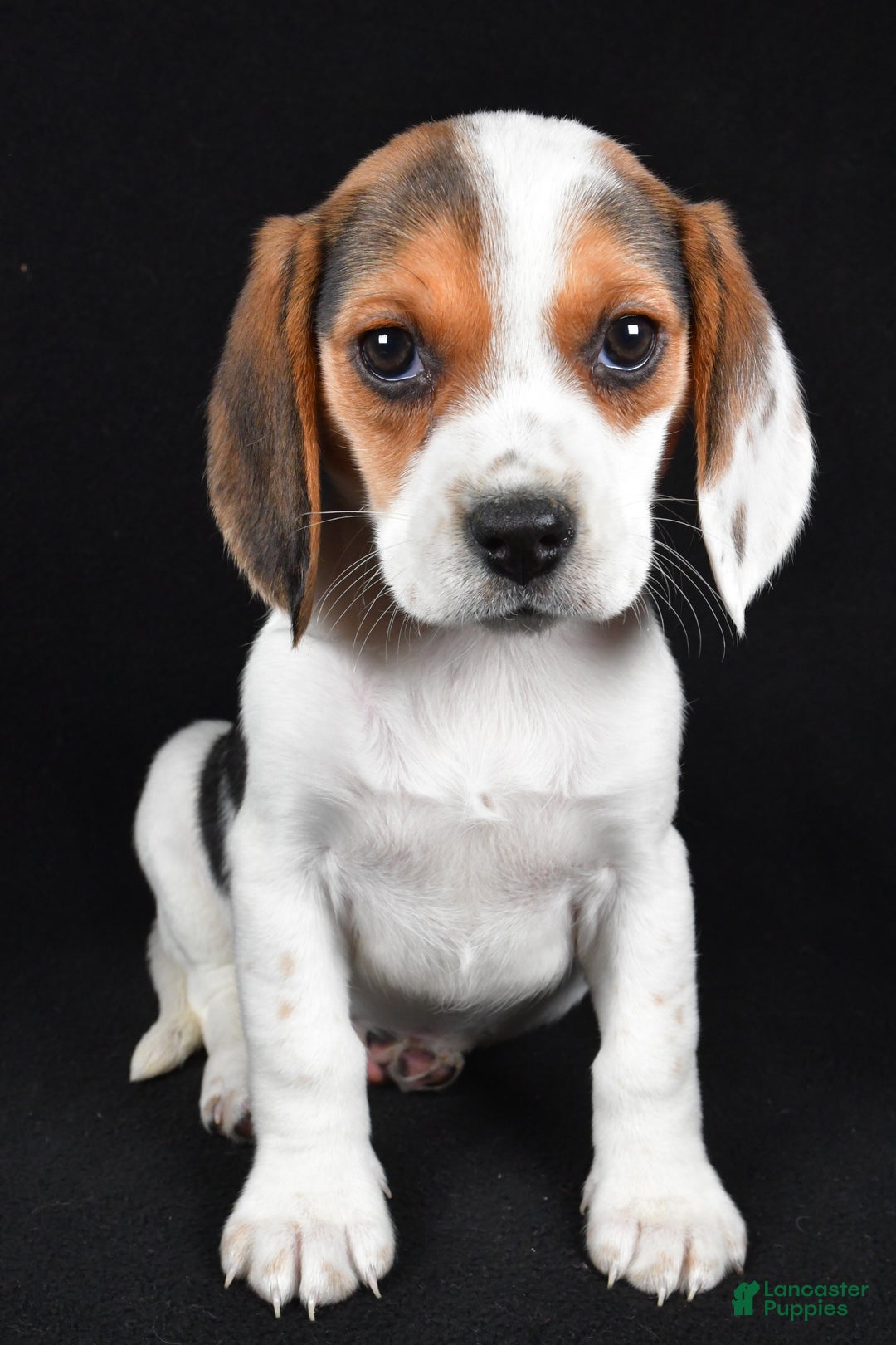Beagle dogs for sale: Abby - Ad 6