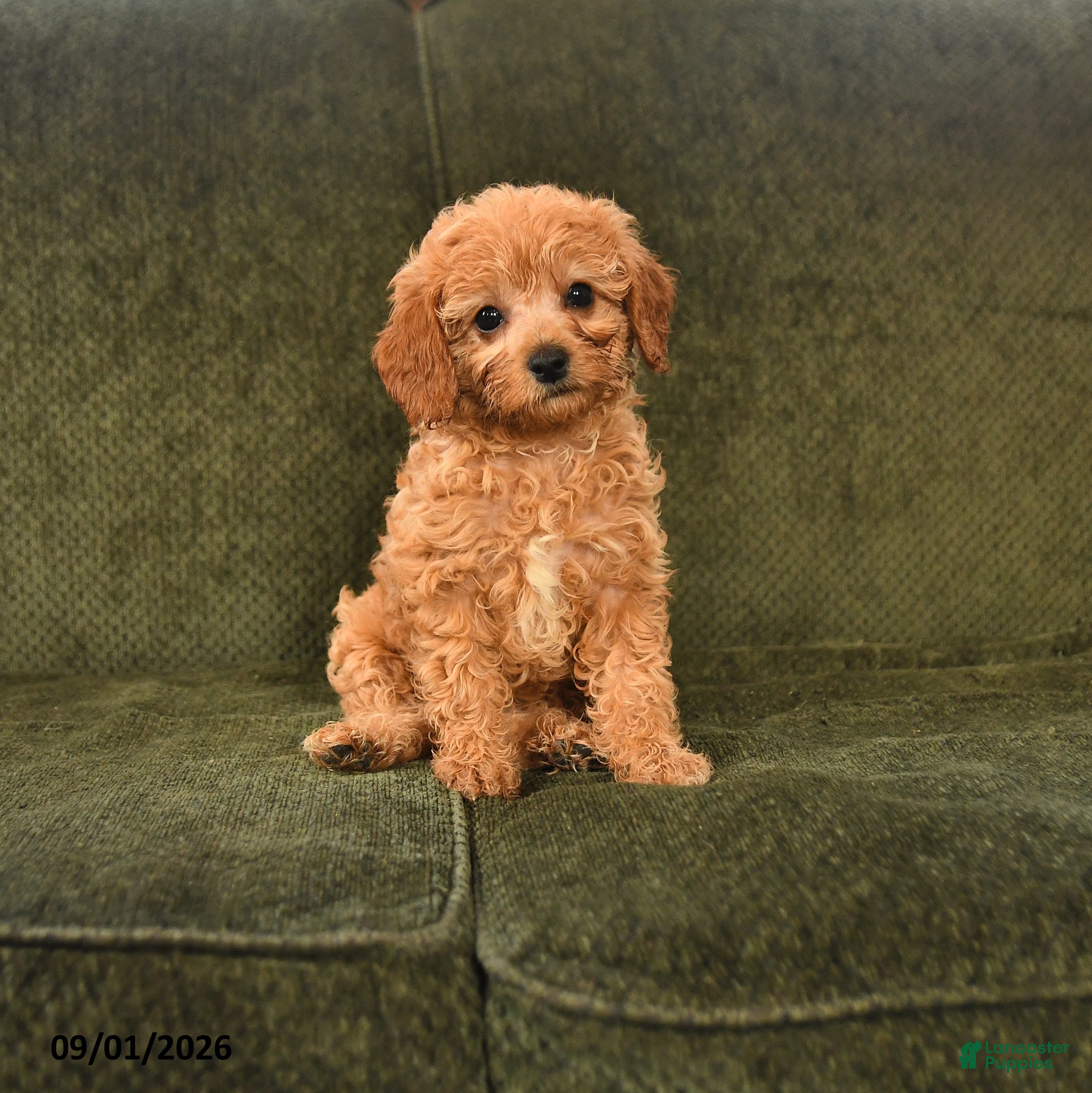 Cavapoo dogs for sale: Inez - Ad 1