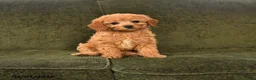Cavapoo dogs for sale: Inez - Ad 1