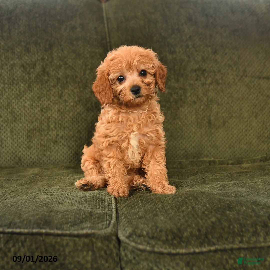 Cavapoo dogs for sale: Inez - Ad 1