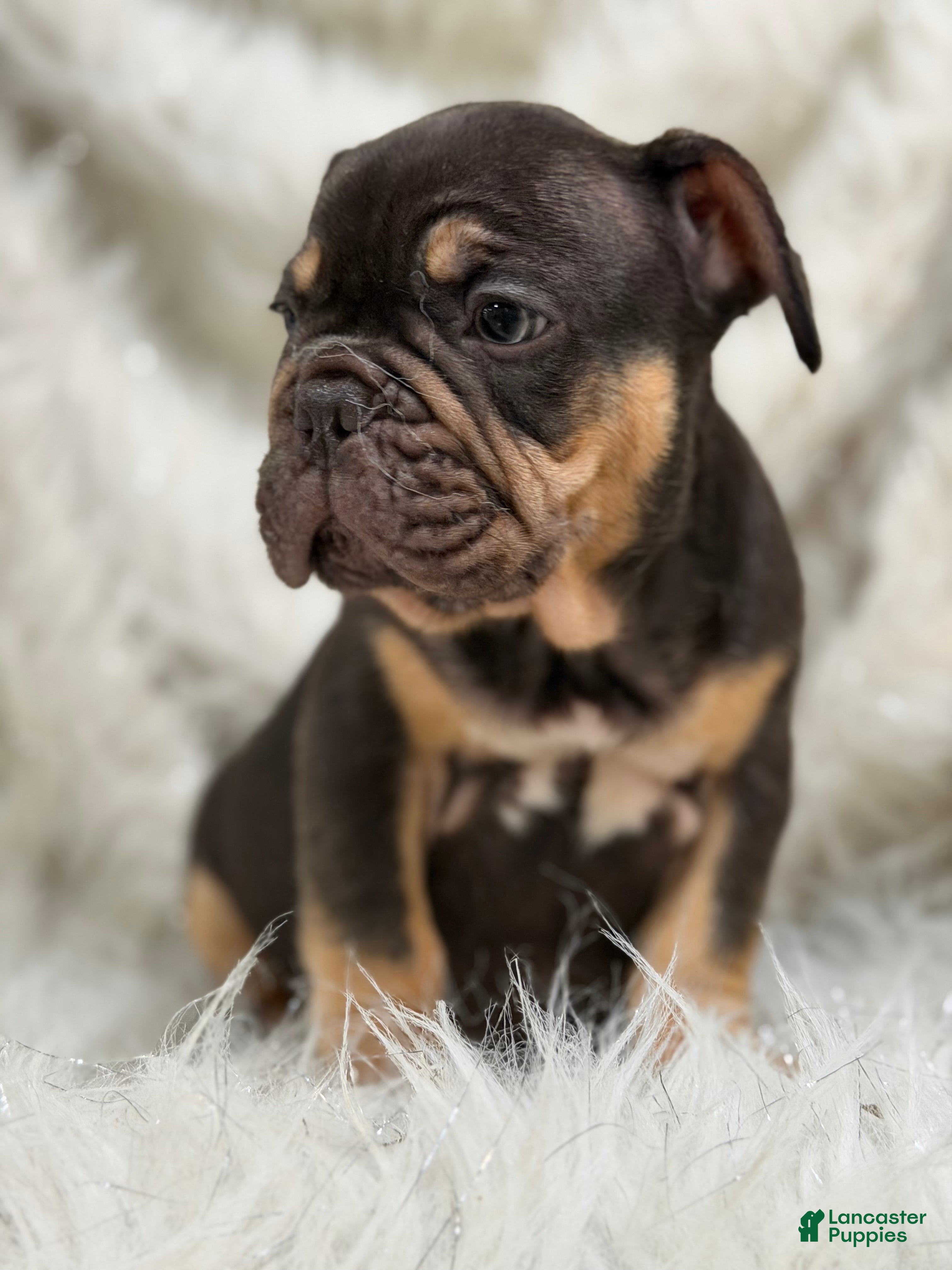 French Bulldog dogs French Bulldog Puppy 1 - Ad 2