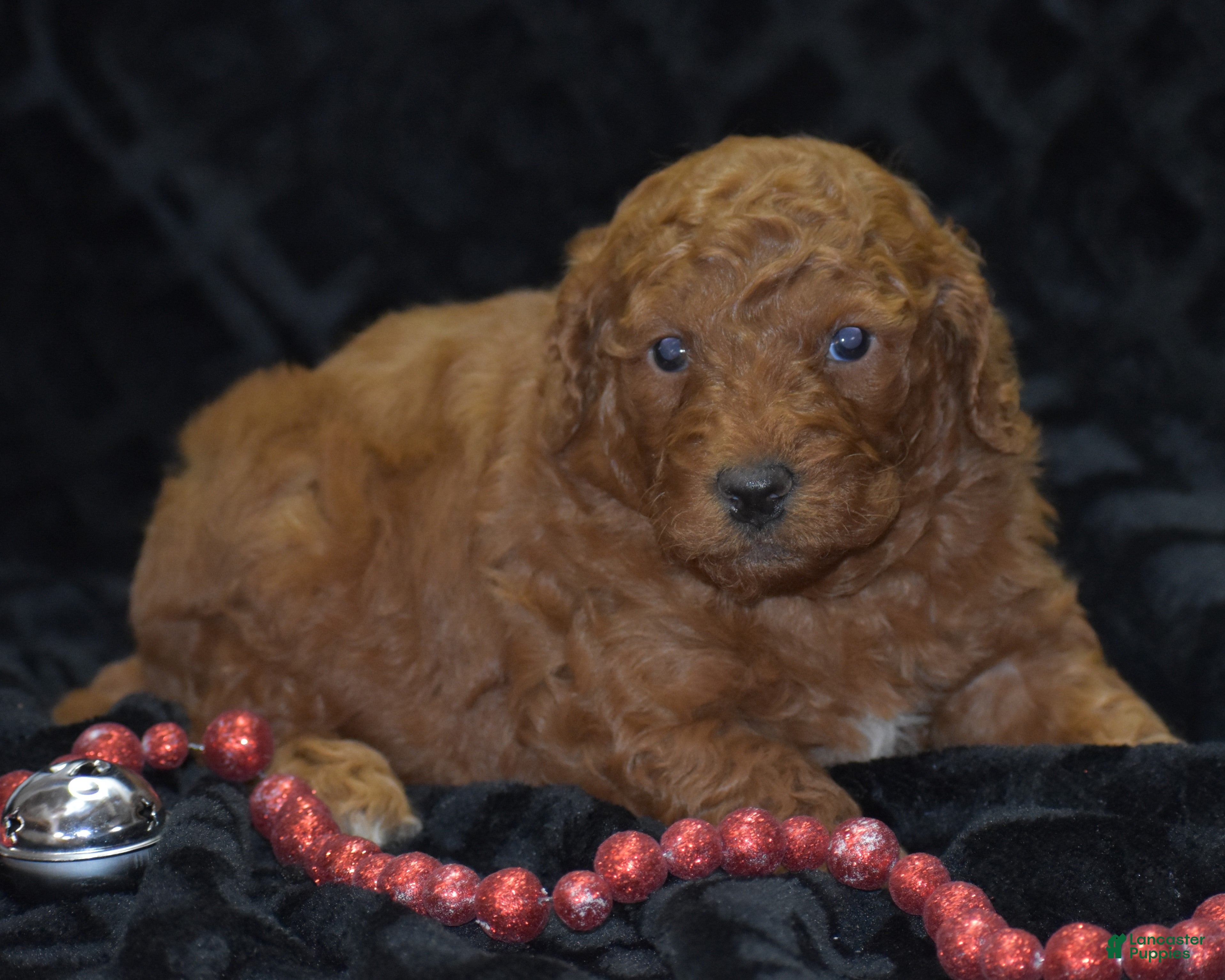 Mini Goldendoodle dogs Glimmer - Ad 24