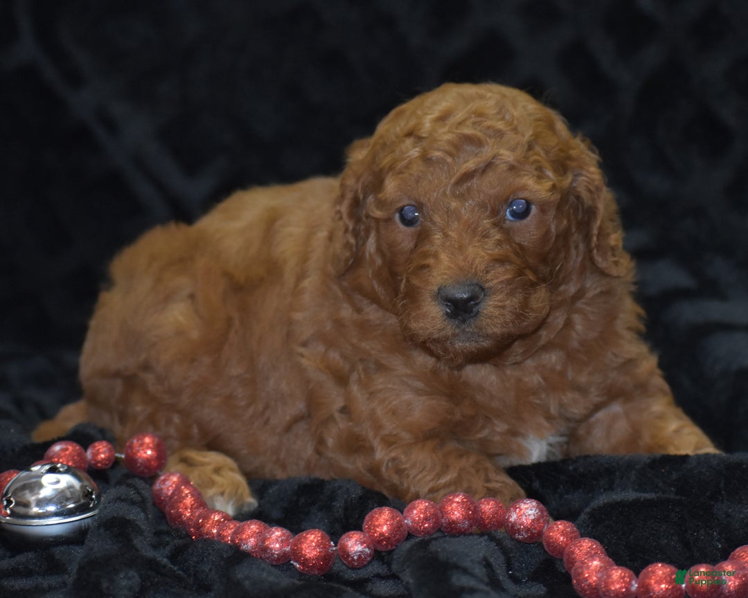 Mini Goldendoodle dogs for sale: Glimmer - Ad 6