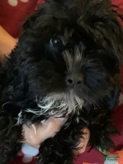 Cockapoo dogs Cockapoo Puppy 1 - Ad 2