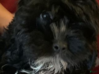 Cockapoo dogs Cockapoo Puppy 1 - Ad 13