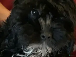 Cockapoo dogs Cockapoo Puppy 1 - Ad 1