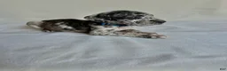 Great Dane dogs for sale: Freckles- blue - Ad 3
