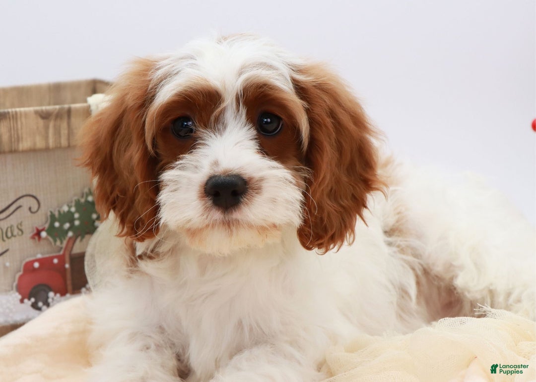 Cavapoo dogs for sale: Jetta - Ad 4