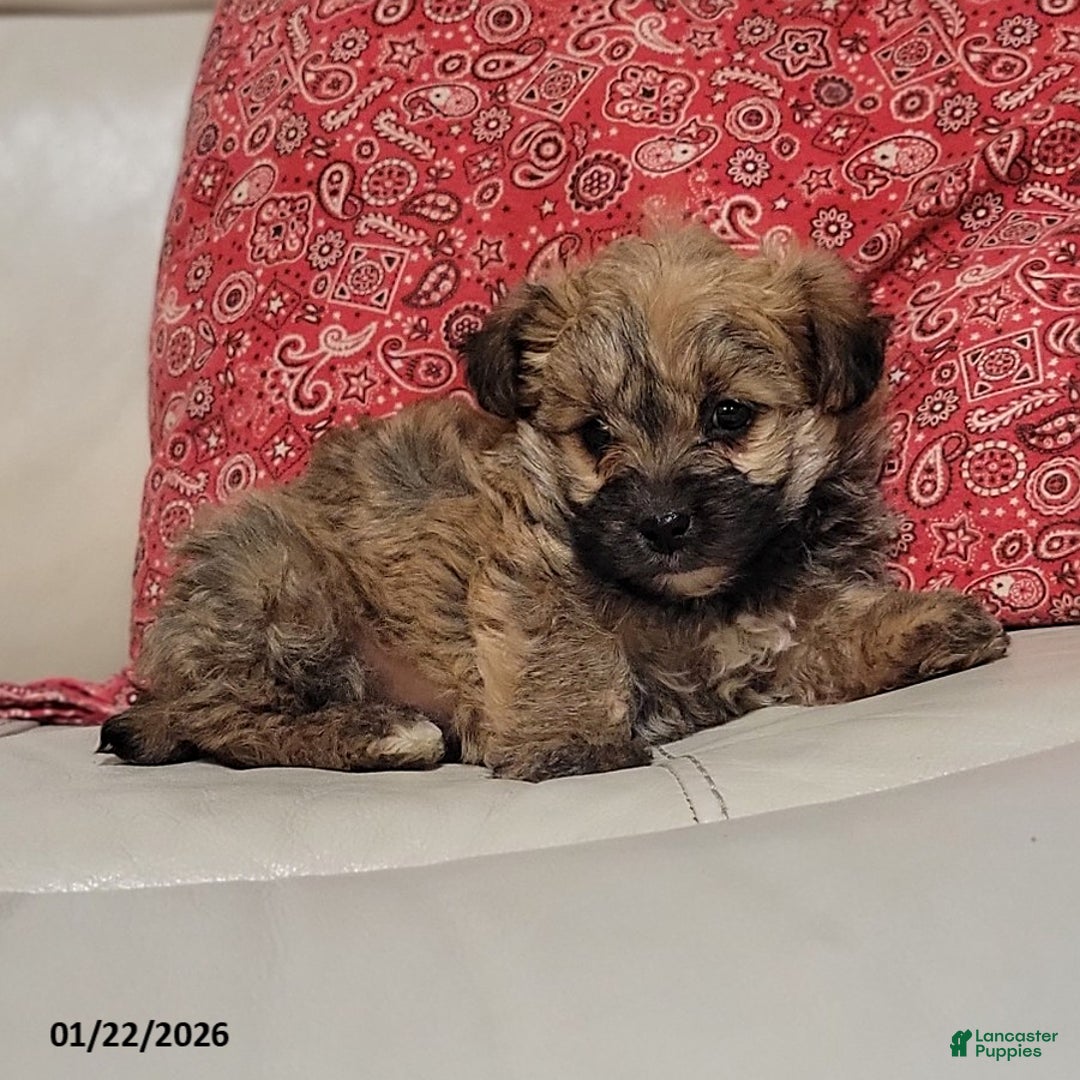 Yorkiepoo dogs for sale: Buster - Ad 3