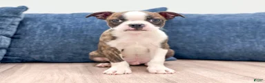 Milo
