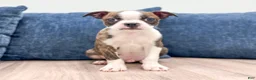Boston Terrier dogs for sale: Milo - Ad 1