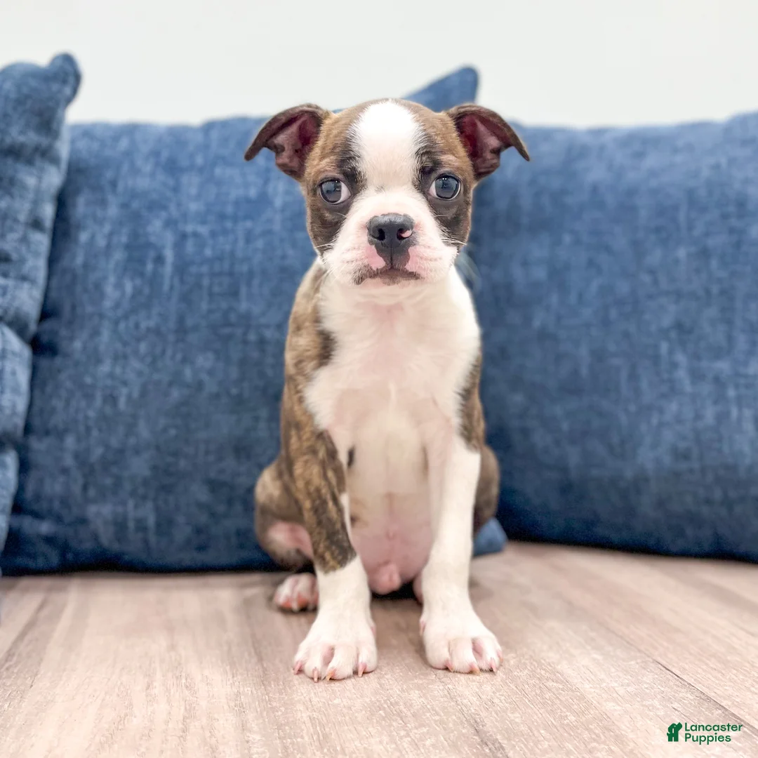 Boston Terrier dogs for sale: Milo - Ad 1