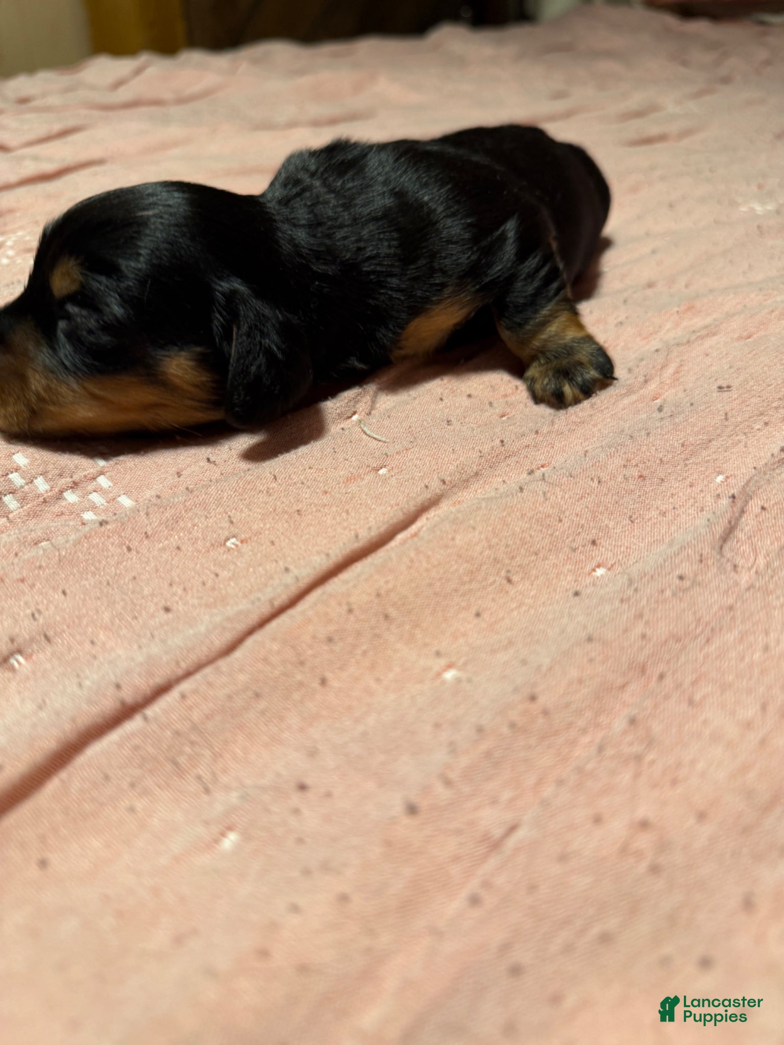 Miniature Dachshund dogs Miniature Dachshund Puppy 3 - Ad 2