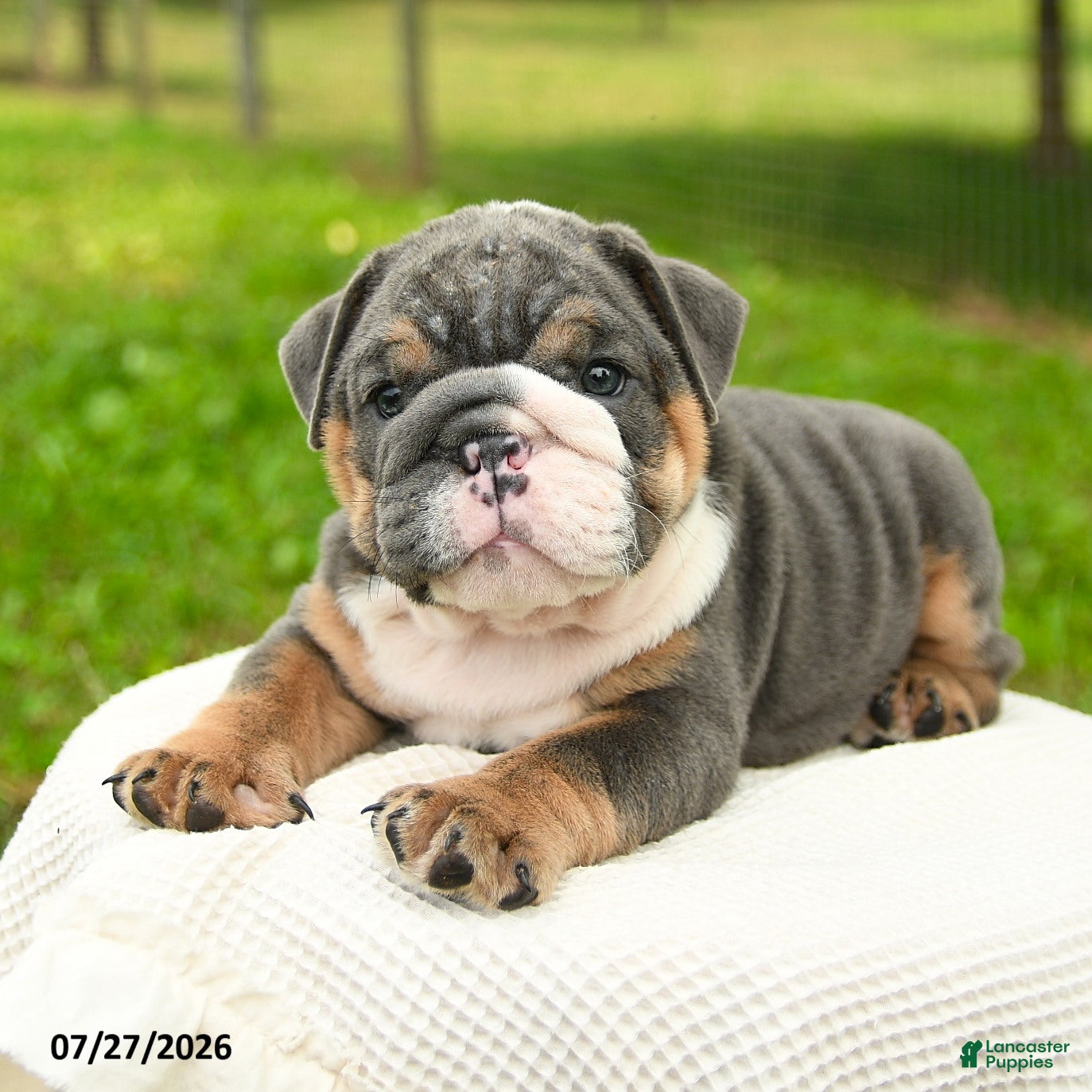 English Bulldog dogs Mr Blue - Ad 2