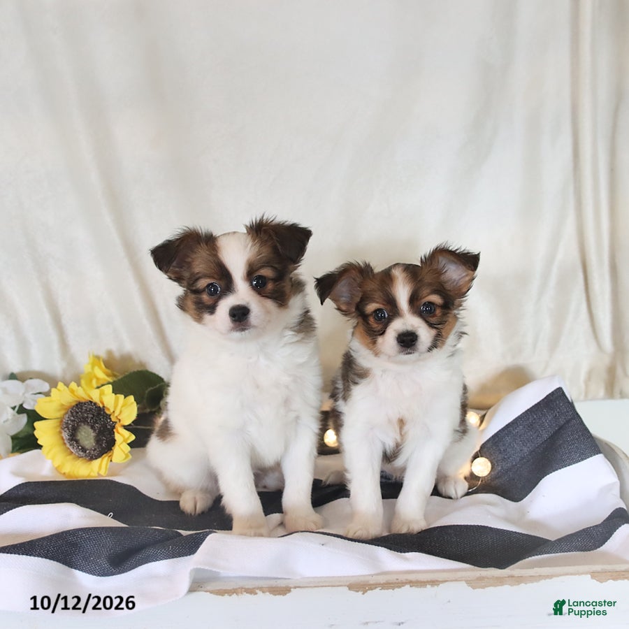 Papillon dogs for sale: Queen   - Ad 2