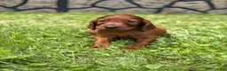 Irish Setter dogs for sale: Orange collar  - Ad 1