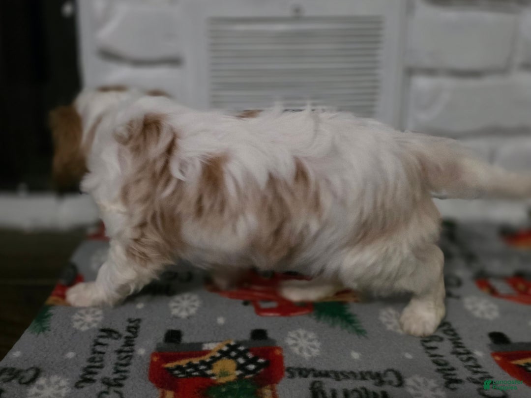 Cavalier King Charles Spaniel dogs for sale: Cavalier King Charles Spaniel Puppy 3 - Ad 6