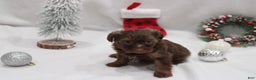 Yorkshire Terrier dogs for sale: Chocolate  - Ad 3