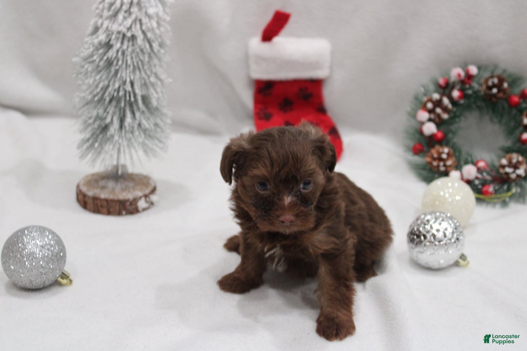 Yorkshire Terrier dogs for sale: Chocolate  - Ad 3