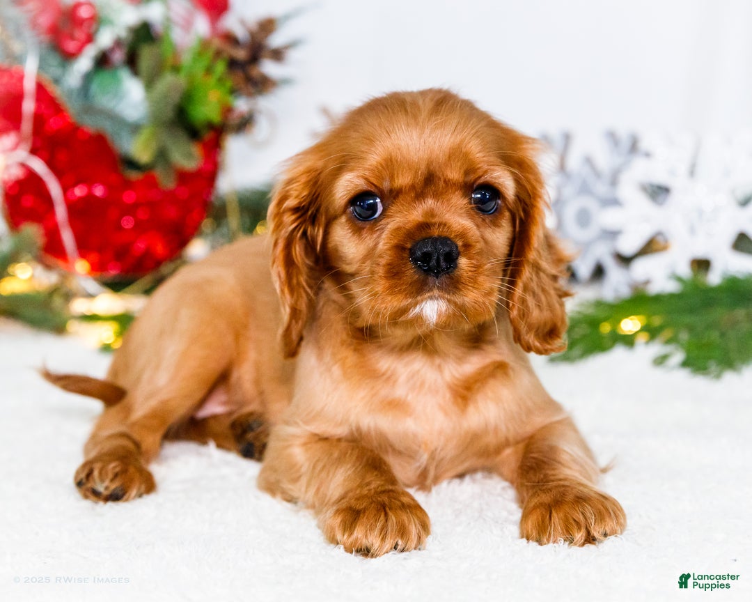 Cavalier King Charles Spaniel dogs for sale: Belle - Ad 8