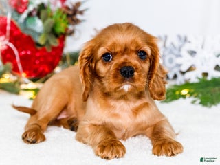 Cavalier King Charles Spaniel dogs Belle - Ad 24
