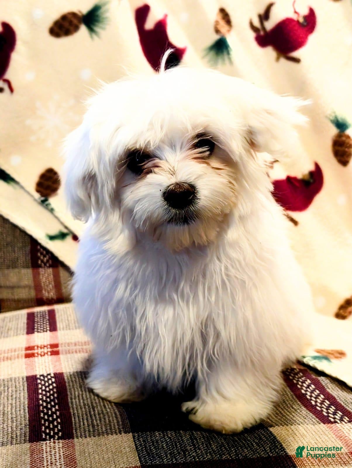 Maltese dogs Blizzard - Ad 7