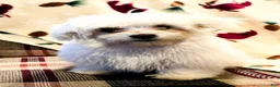 Maltese dogs for sale: Blizzard - Ad 1