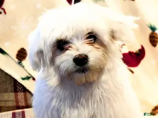 Maltese dogs Blizzard - Ad 7