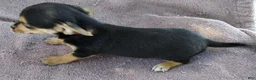 Mixed Breed dogs for sale: Boy - Ad 6