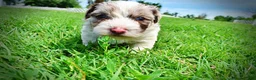 Havapoo dogs for sale: Simba - Ad 21