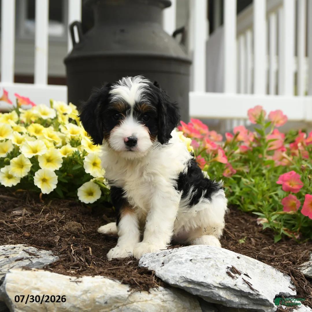 Cavapoo dogs for sale: Pilot - Ad 1