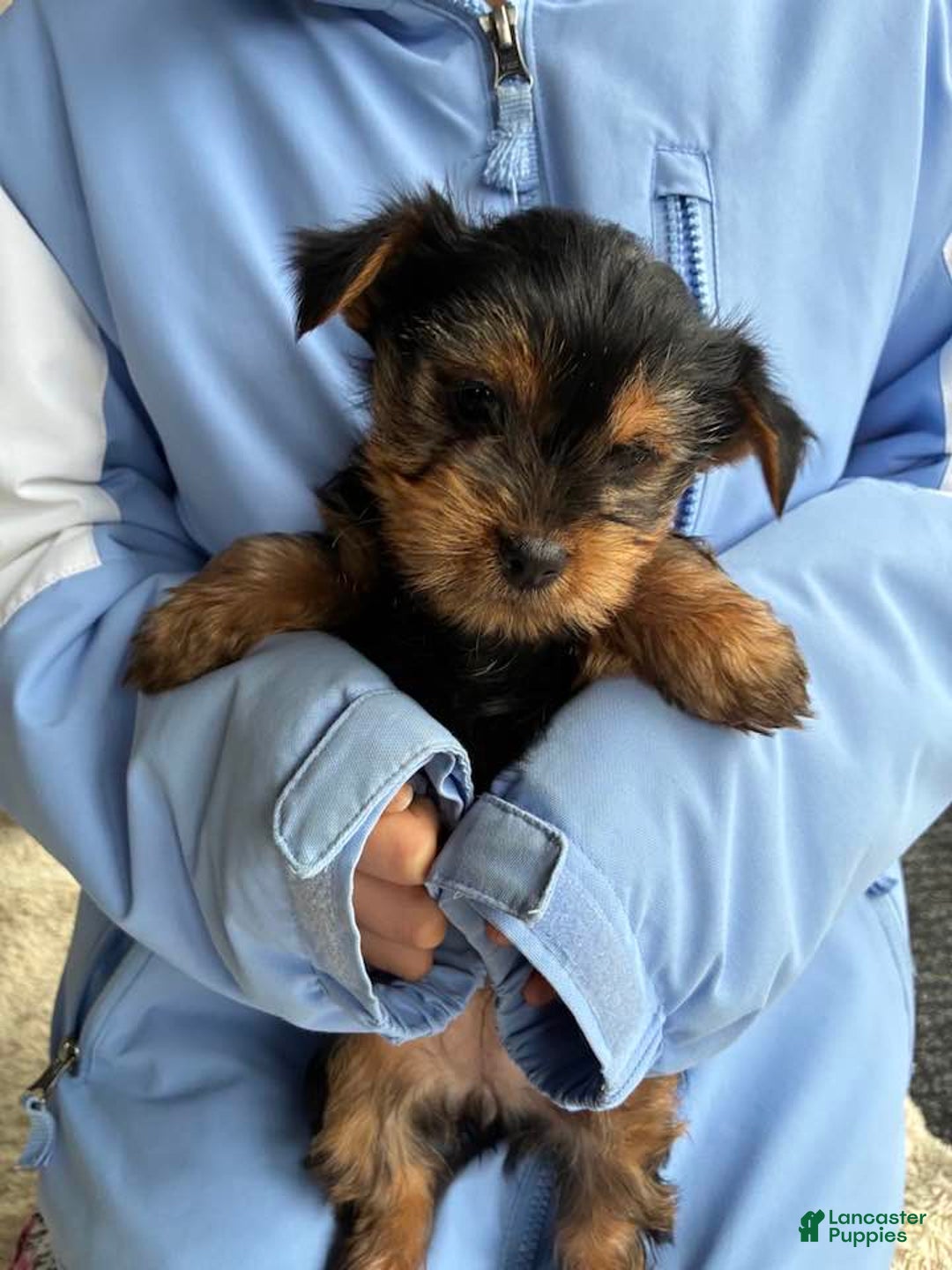 Yorkshire Terrier dogs for sale: Noel - Ad 4