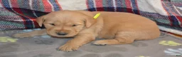 Golden Retriever dogs for sale: Mandy - Ad 14