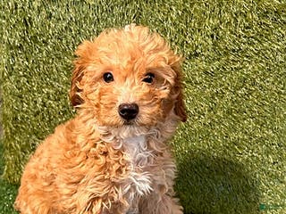 Miniature Poodle dogs Paxton - Ad 40